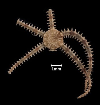 Media type: image; Invertebrate Zoology OPH-3729 Aspect: dorsal